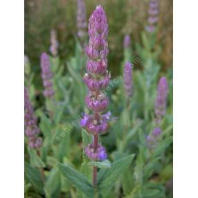 Nepeta tuberosa - Herbe à chat tubéreux