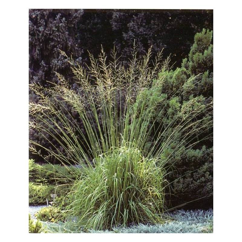 Molinia caerulea subsp. arundinacea 'Karl Foerster'