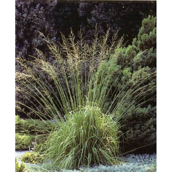 Molinia caerulea subsp. arundinacea 'Karl Foerster'