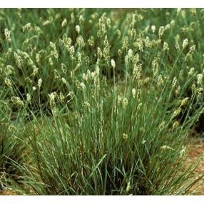 Sesleria caerulea, Seslérie bleue