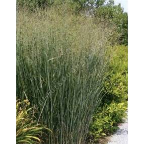 Panicum virgatum 'Squaw' - Panic érigé