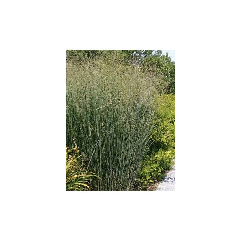 Panicum virgatum 'Squaw' - Panic érigé