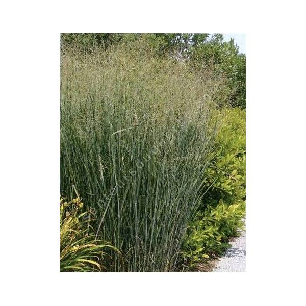 Panicum virgatum 'Squaw' - Panic érigé