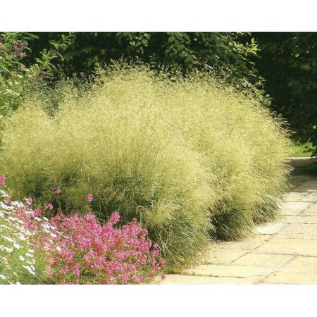 Deschampsia cespitosa 'Goldtau' - Canche cespiteuse