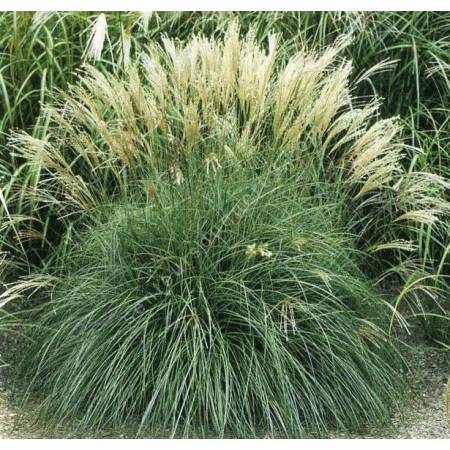 Miscanthus sinensis 'Adagio'