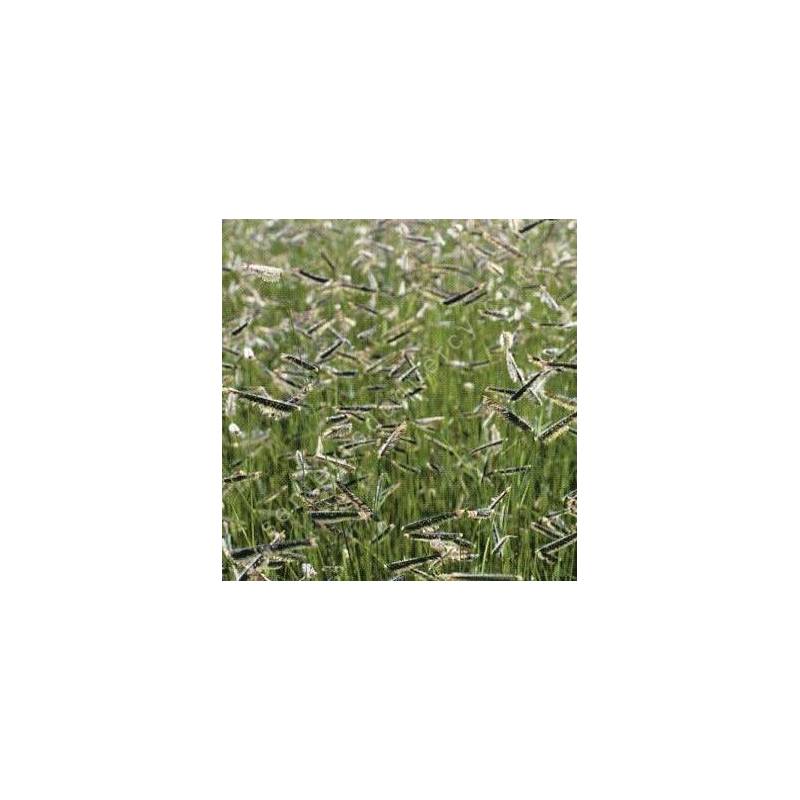 Bouteloua gracilis