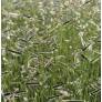 Bouteloua gracilis