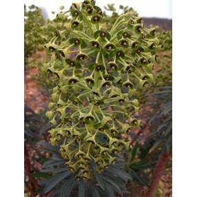 Euphorbia characias 'Black Pearl', Euphorbe