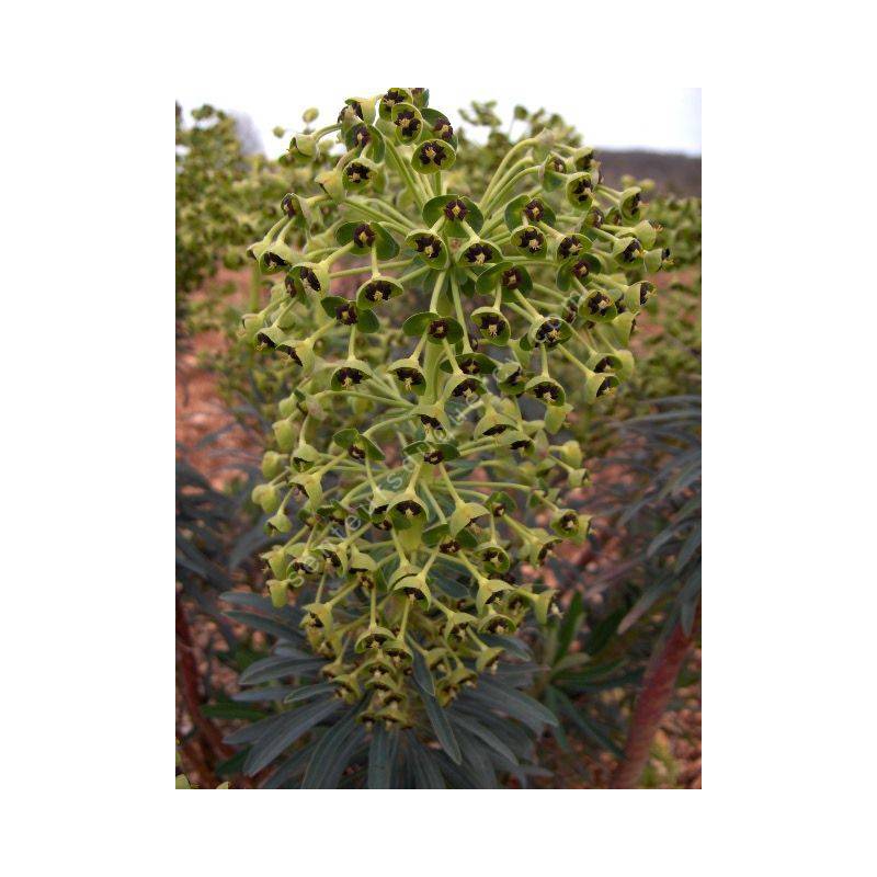 Euphorbia characias 'Black Pearl', Euphorbe