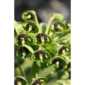 Euphorbia characias 'Black Pearl', Euphorbe