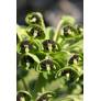 Euphorbia characias 'Black Pearl', Euphorbe