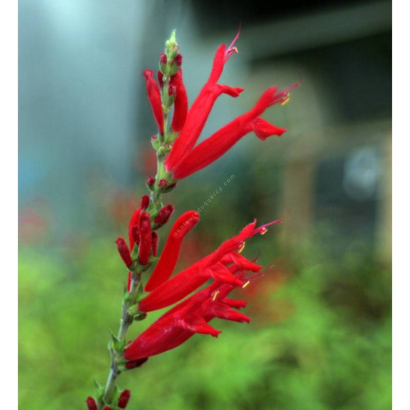 Salvia elegans - Sauge Ananas