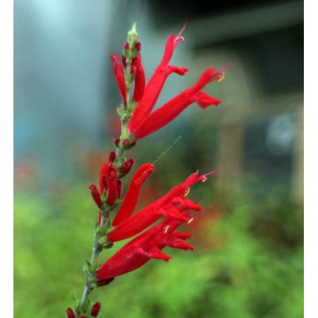 Salvia elegans - Sauge Ananas