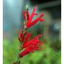 Salvia elegans - Sauge Ananas