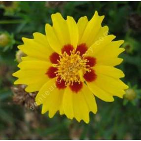 Coreopsis lanceolata 'Walter', Oeuil de jeune fille