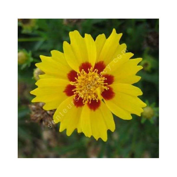 Coreopsis lanceolata 'Walter', Oeuil de jeune fille