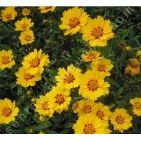 Coreopsis lanceolata 'Walter', Oeuil de jeune fille