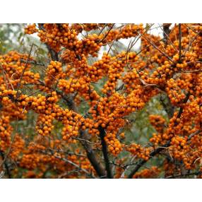 Hippophae rhamnoides - Argousier