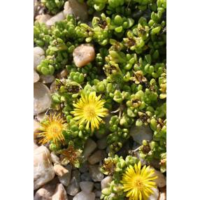 Delosperma nubigenum ex. linerae - Pourpier vivace jaune