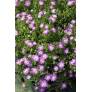 Delosperma aberdeenense - Pourpier vivace rose