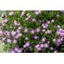 Delosperma aberdeenense - Pourpier vivace rose