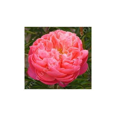 Paeonia 'Coral Charm' - Pivoine herbacée