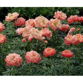 Paeonia 'Coral Charm' - Pivoine herbacée