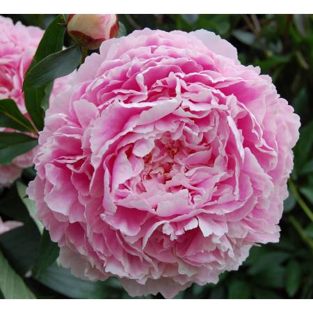 Paeonia 'Sarah Bernhardt' - Pivoine herbacée