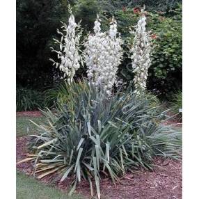 Yucca flaccida en fleurs dans un jardin sec