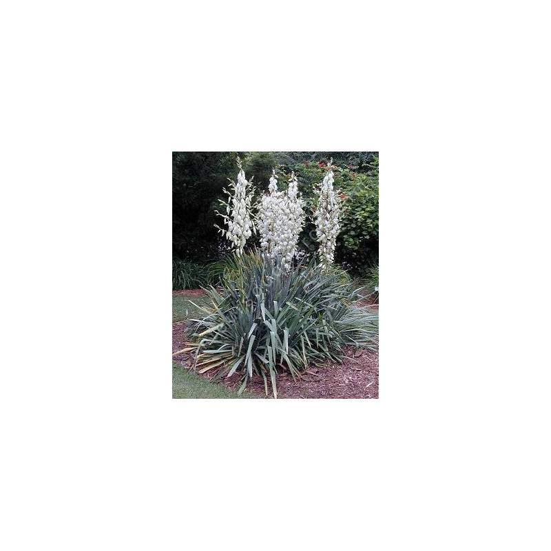 Yucca flaccida en fleurs dans un jardin sec