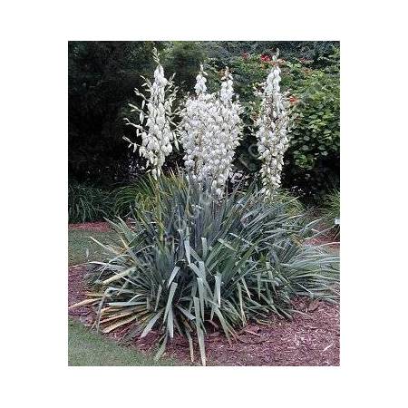 Yucca flaccida en fleurs dans un jardin sec