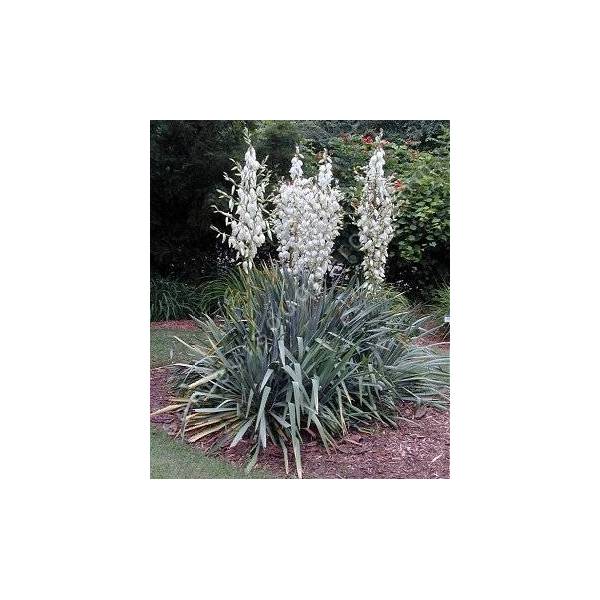 Yucca flaccida en fleurs dans un jardin sec