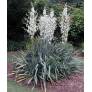Yucca flaccida en fleurs dans un jardin sec
