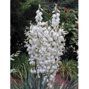 Clochettes blanc crème du Yucca à feuilles souples