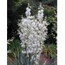 Clochettes blanc crème du Yucca à feuilles souples