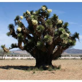 Yucca decipiens