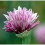 Allium schoenoprasum 'Rising Star', Ciboulette rose vif