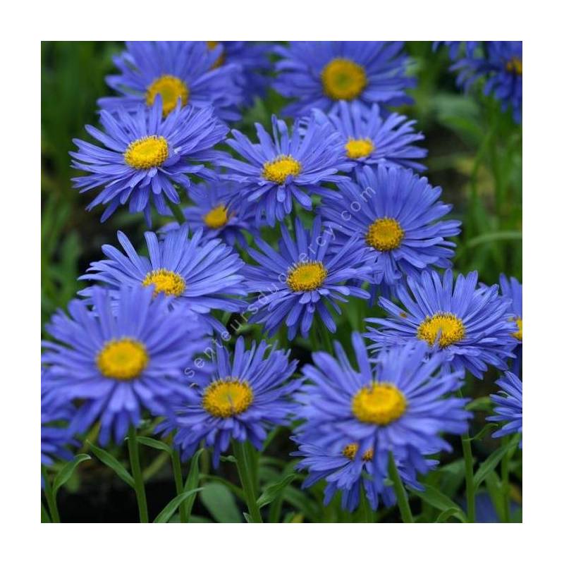 Aster alpinus 'Dunkle Schöne' - Aster Des Alpes bleu