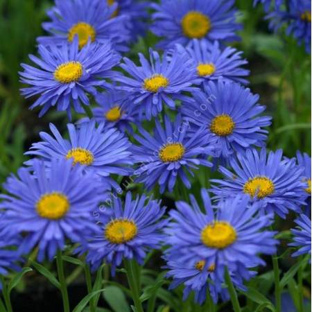 Aster alpinus 'Dunkle Schöne' - Aster Des Alpes bleu