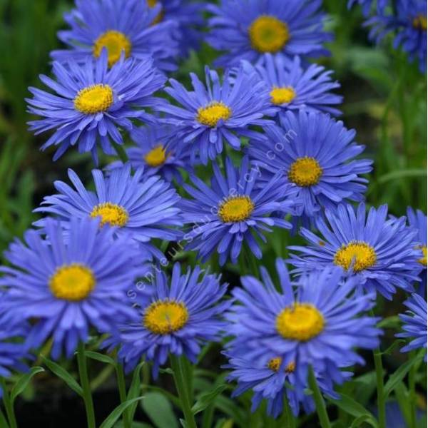 Aster alpinus 'Dunkle Schöne' - Aster Des Alpes bleu