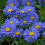 Aster alpinus 'Dunkle Schöne' - Aster Des Alpes bleu