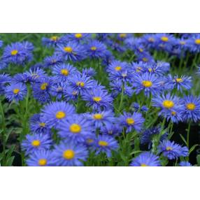 Aster alpinus 'Dunkle Schöne' - Aster Des Alpes bleu