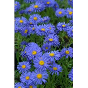 Aster alpinus 'Dunkle Schöne' - Aster Des Alpes bleu