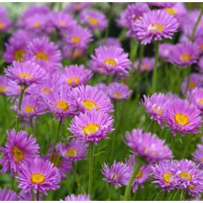 Aster alpinus 'Happy End' - Aster Des Alpes rose