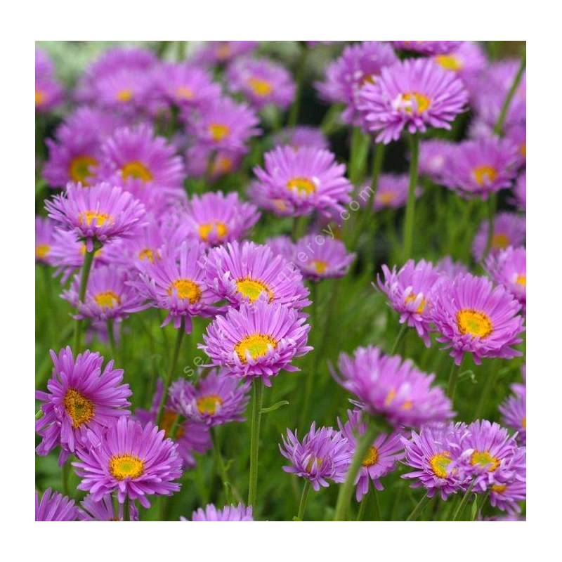 Aster alpinus 'Happy End' - Aster Des Alpes rose