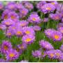 Aster alpinus 'Happy End' - Aster Des Alpes rose