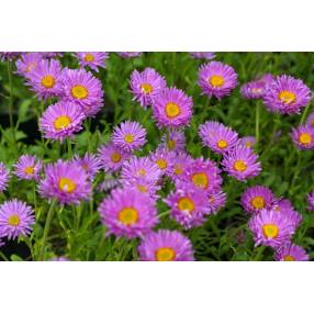 Aster alpinus 'Happy End' - Aster Des Alpes rose