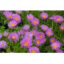 Aster alpinus 'Happy End' - Aster Des Alpes rose