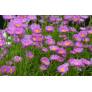 Aster alpinus 'Happy End' - Aster Des Alpes rose