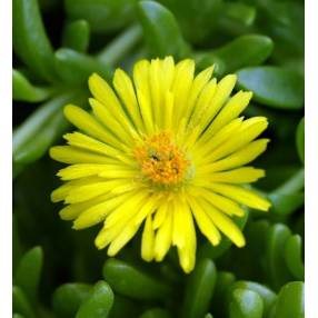 Delosperma nubigenum ex. linerae - Pourpier vivace jaune